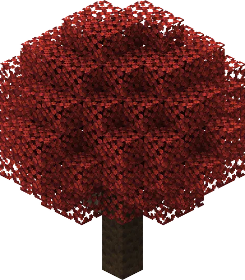 Poplar Tree